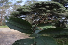 Vernonia travancorica